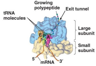 Ribosome structure with tRNA binding sites