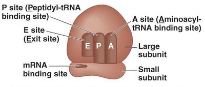 Ribosome showing E, P, and A sites