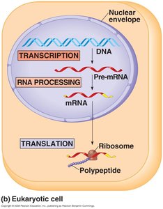 Transcription, RNA processing, and translation in a eukaryotic cell