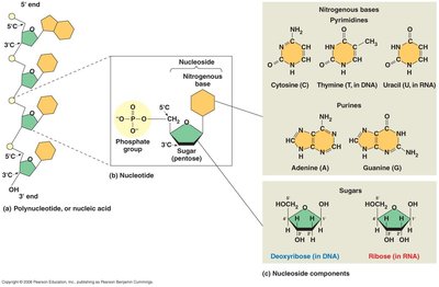 Structure of nucleic acids, nucleotides, and nitrogenous bases