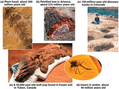 Gallery of fossil types