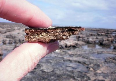 Cross-section of stromatolite