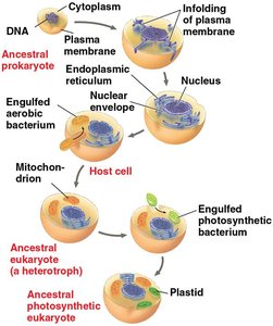 Origin of mitochondria and plastids through serial endosymbiosis