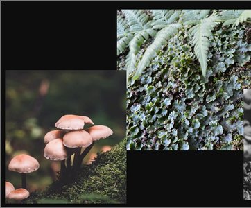 Fungi and plants colonizing land