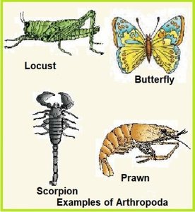 Examples of arthropods