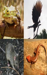 Examples of tetrapods