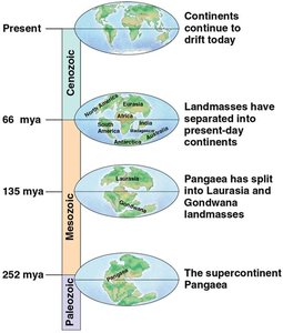 History of continental drift during the Phanerozoic eon