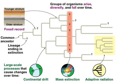 Diagram showing fossil record, extinction, and adaptive radiation