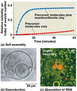 Vesicle self-assembly and absorption of RNA