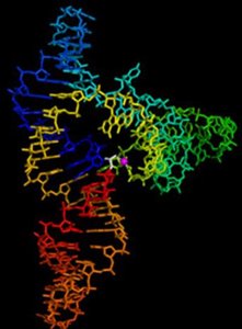 Three-dimensional structure of a ribozyme