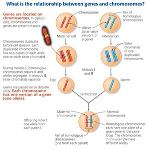 Diagram showing the relationship between genes and chromosomes, meiosis, and fertilization