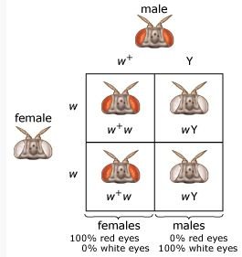 Punnett squares comparing sex-linked and autosomal inheritance of eye color in Drosophila