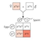 Microscopic image showing Barr bodies in female cells