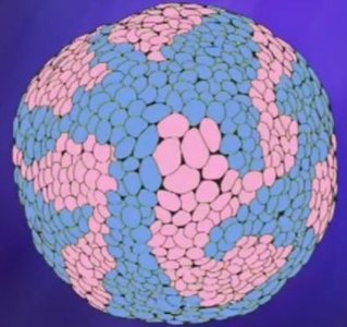 Diagram of X inactivation pattern in a cat