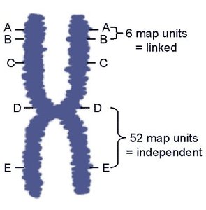 Diagram of linked genes on a chromosome