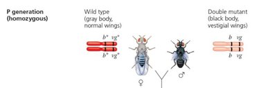 Diagram showing crossing over between homologous chromosomes
