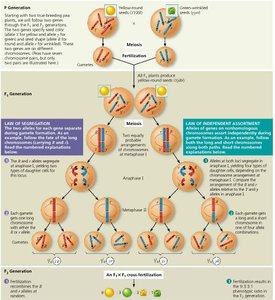 Diagram showing Mendel's laws and chromosome behavior during meiosis