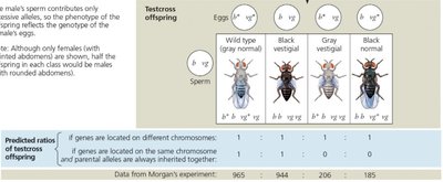 Diagram showing linkage map and recombination frequencies
