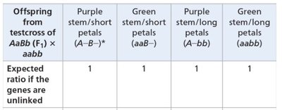Table showing expected phenotypic ratios for unlinked genes