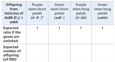 Table showing expected numbers for each phenotype out of 900 offspring