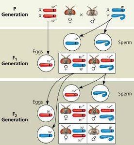 Morgan's cross showing inheritance of white and red eyes in Drosophila