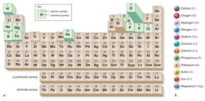 Periodic table highlighting biologically important elements