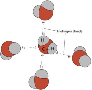 Hydrogen bonding in water molecules