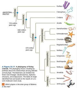 Lophotrochozoa clade phylogeny