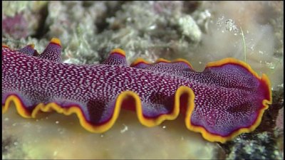 Planarian (free-living flatworm)