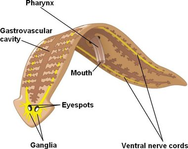 Planarian nervous system and sensory structures