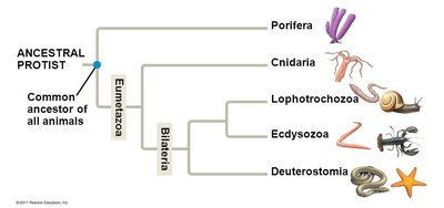 Phylogenetic tree of major animal groups
