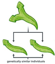 Planarian regeneration
