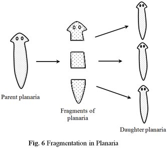 Planarian fragmentation and regeneration