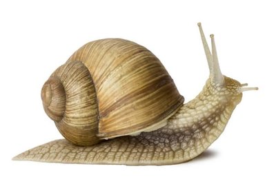 Oyster (Bivalve mollusc)