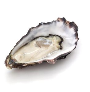 Squid (Cephalopod mollusc)