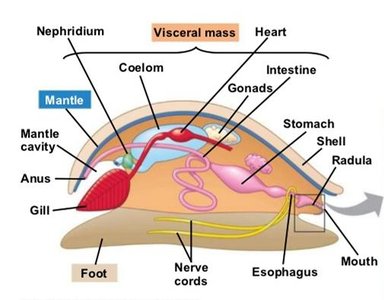 Annelid body plan and segmentation