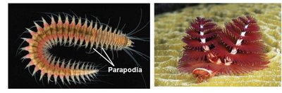 Errantian and sedentarian annelids
