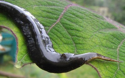 Leech (sedentarian annelid)