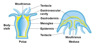 Cnidarian body plan: polyp and medusa forms