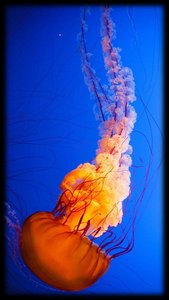 Jellyfish (Scyphozoan)