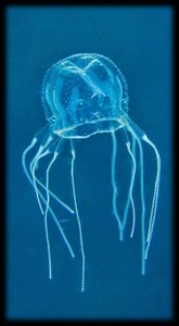 Box jellyfish (Cubozoan)