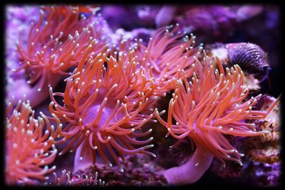 Sea anemones (Anthozoan)