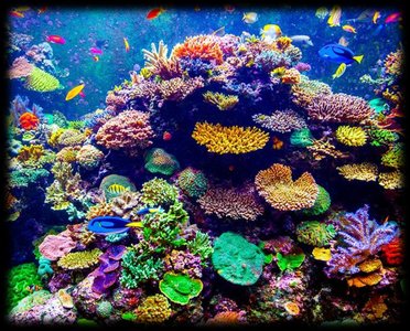 Coral reef (Anthozoan)