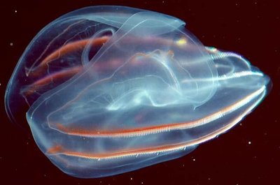 Comb jelly (Ctenophora)