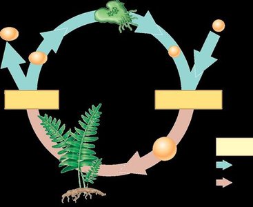 Diagram of alternation of generations in plants