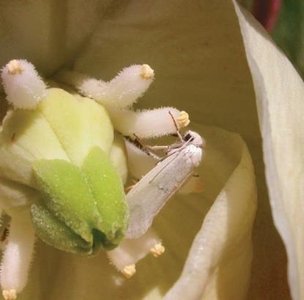Pollination by animal