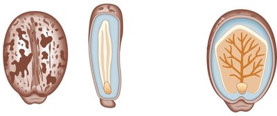 Embryo development in seed