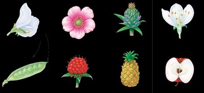 Types of fruits: pea, raspberry, pineapple, apple