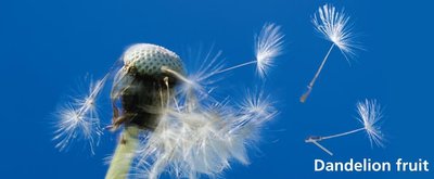 Dandelion fruit dispersal by wind