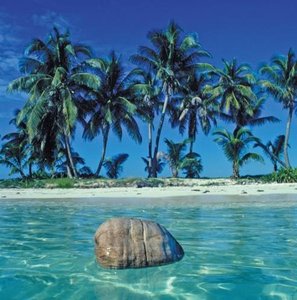 Coconut seed dispersal by water